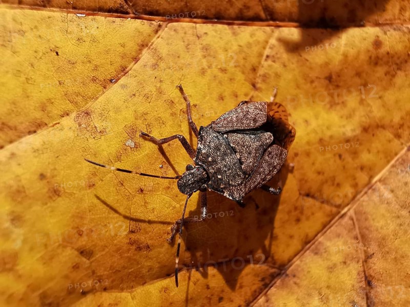 Close-up, Brown marmorated stink bug (halyomorpha halys) sitting on a yellow autumn leaf with detailed textures, Berlin