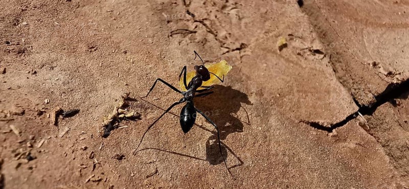 Desert ant (Sahara Desert ant) carrying a crumb along an earthy surface, Morocco