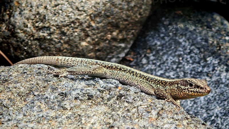 Wall lizard (podarcis muralis) on a grey rock in the sun, Turkey