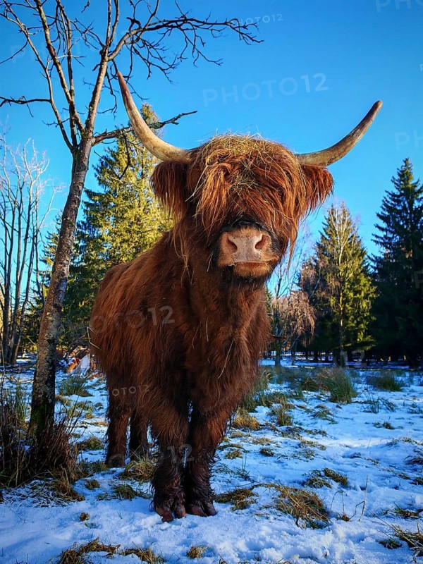 Close-up of a highland bovine (bos taurus taurus), cow with horns in a snow-covered landscape, Rennsteig, Franconian Forest nature park Park