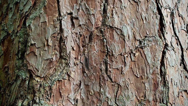 Close-up of the brown, textured bark of a Scots pine (pinus sylvestris) with a striking pattern, Batumi, Georgia