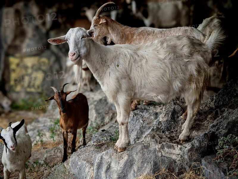 Several goats (caprae) standing and lying on a rocky ground surrounded by a natural environment, Debed Canyon, Armenia