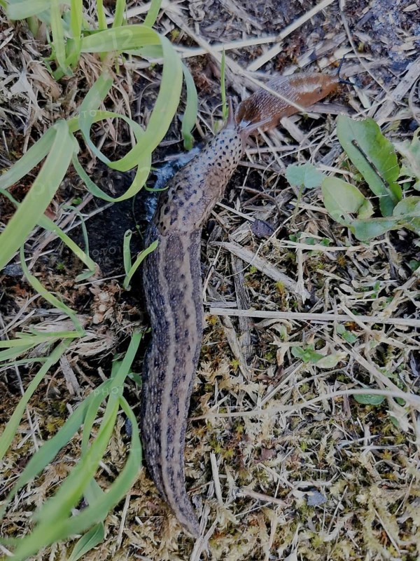 A tiger snail (limax maximus) crawls quickly to its prey (arion vulgaris) over the damp, grass-covered ground and shows its distinctive pattern, frankenwald nature park, rennsteig