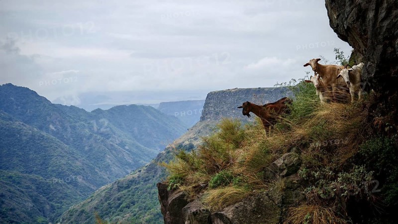 Goats (caprae) grazing on a rocky mountainside with a breathtaking view over a cloudy mountain landscape, Debed canyon, Armenia