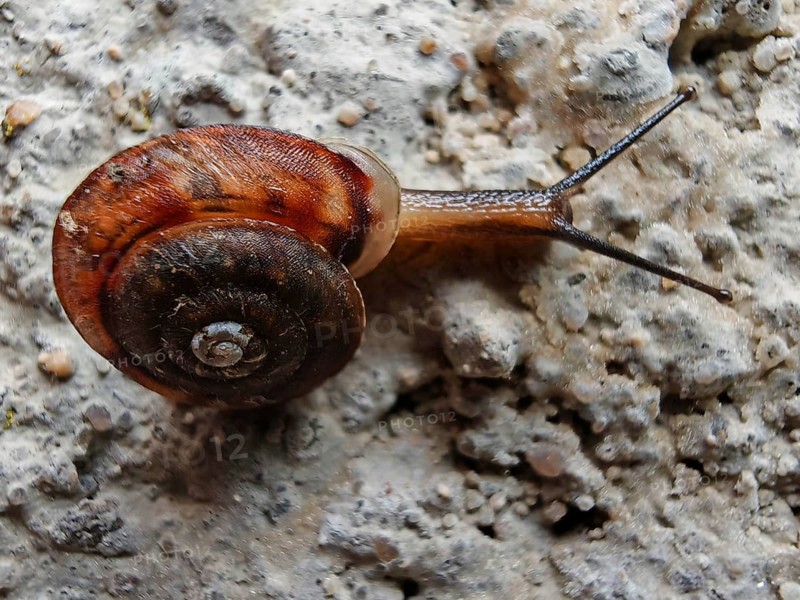 A Monachoides incarnatus (monachoides incarnatus) crawls on a grey, structured surface, frankenwald nature park