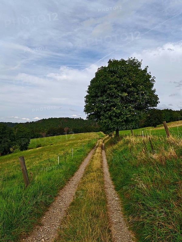 A rural dirt road snakes past a lonely tree through green meadows under a cloudy sky, Thuringian Forest