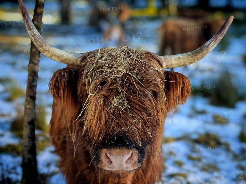 Close-up of a highland bovine (bos taurus taurus) in the snow with straw on its head, rennsteig, frankenwald national park