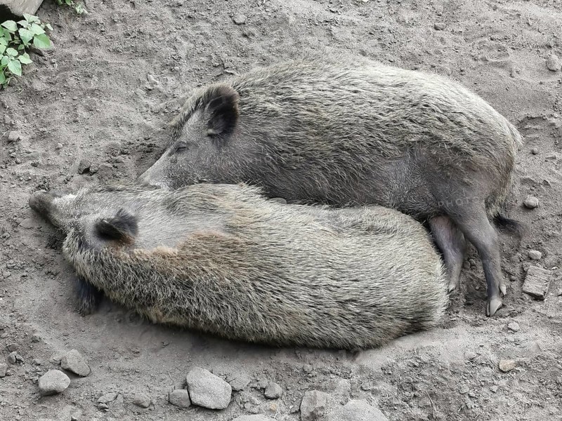 Two wild boars (sus scrofa) lying harmoniously close together on earthy ground, ying yang, zoo, czech republic