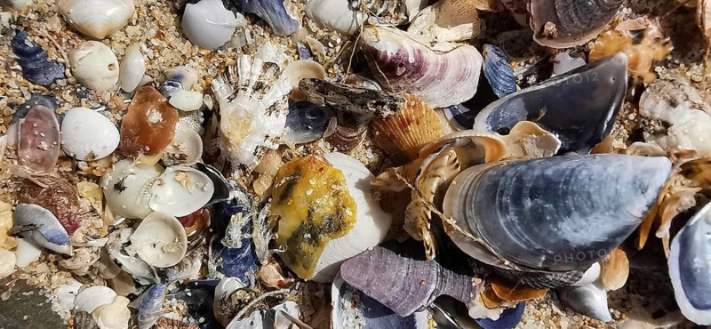 Various shells and sand on the beach, Southwest Alentejo nature park Park and Costa Vicentina, Portugal