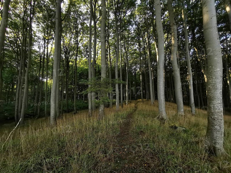 Light-flooded path leads through a quiet and tall deciduous forest in daylight, Poland