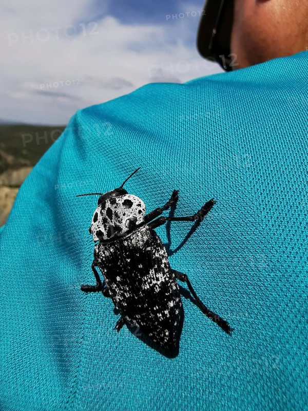 A black and white peach jewel beetle (capnodis tenebrionis) on the blue t-shirt of a woman, Albania