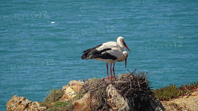 Pair of storks (ciconia) nesting on a cliff overlooking a blue sea on the fishermen's path, costa vicentina, Portugal
