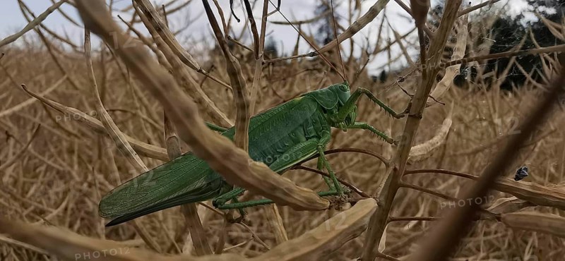 Great green bush cricket (tettigonia) sitting on a dry plant stalk in a cornfield, close-up, Franconian Forest nature park Park