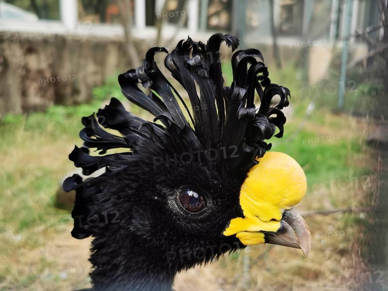 Close-up of a bird with a black cap and yellow facial markings, tuberkelhokko (crax rubra) in the zoo, czech republic