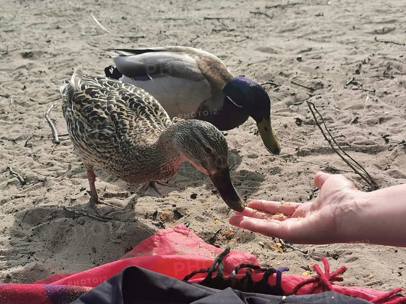 Two ducks (anates) are fed by one hand on a sandy ground, berlin