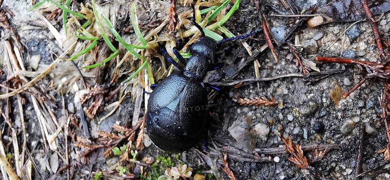 A Black oil beetle (meloe proscarabaeus) crawls on a mixed soil of soil and grass, Thuringian Forest