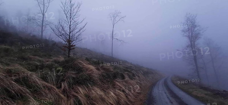 A foggy path leads through a bare landscape, mystical atmosphere on the Rennsteig, Thuringian Forest