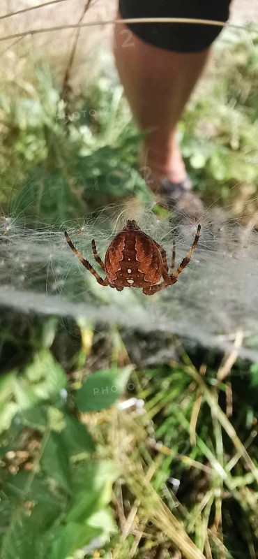 Brown spider garden cross spider (araneus diadematus) hanging in a web in nature, with human leg in the background, tatra, poland