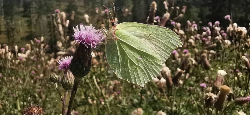 A lemon butterfly (gonepteryx rhamni) sitting on a purple flower in a flowering field, Franconian Forest nature park Park, Germany