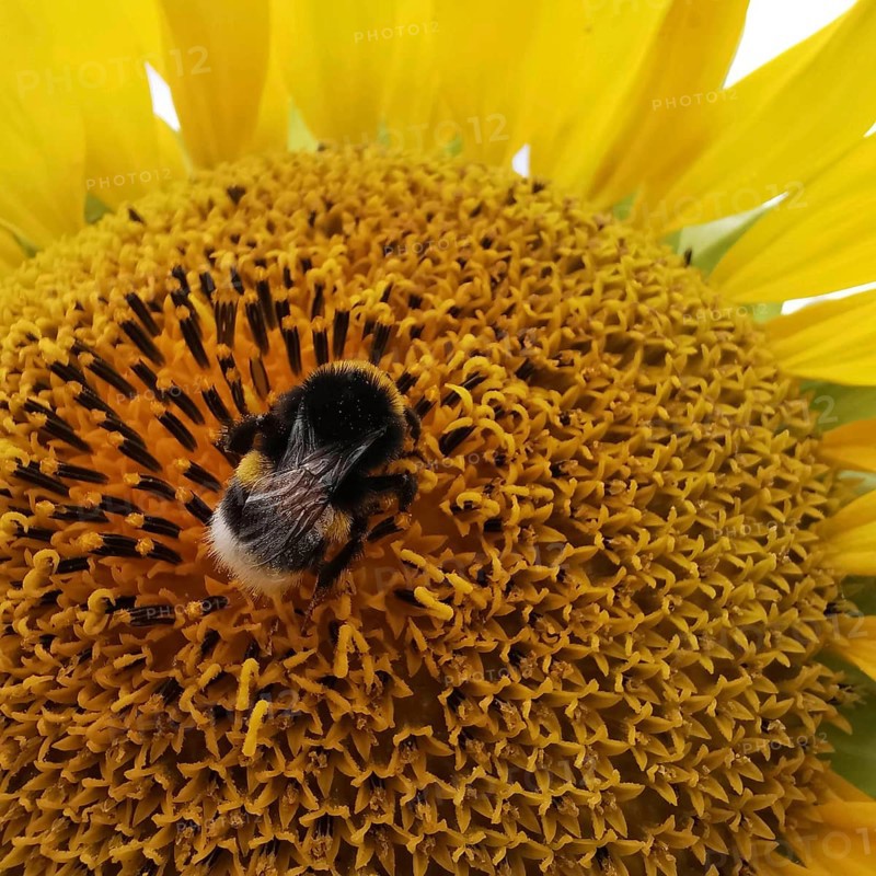Close-up of a sunflower (helianthus annuus) with a bumblebee (Bombus) sitting on the petals, frankenwald nature park, germany