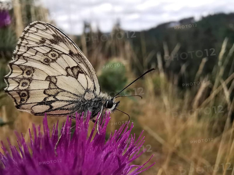 A chequerboard butterfly (Melanargia galathea) sitting on a purple flower in the meadow, frankenwald nature park
