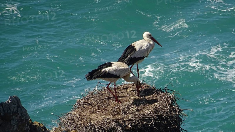 Two storks (ciconia) nesting on a rock high above the turquoise sea on the fishermen's path, costa vicentina, Portugal