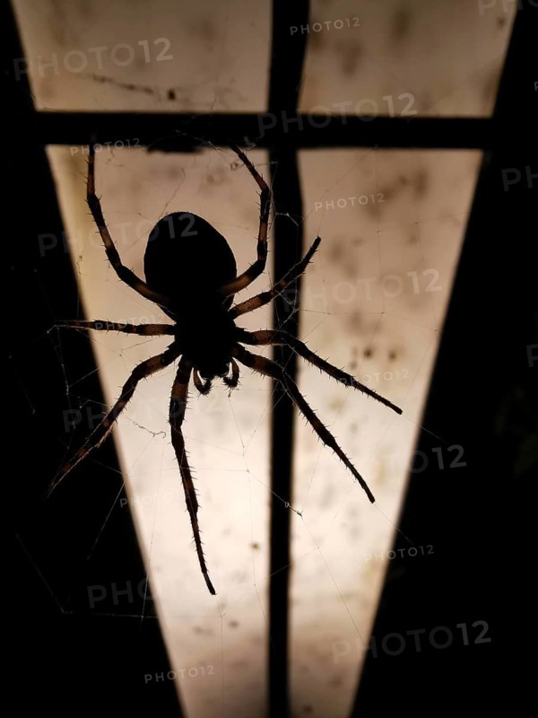 A spider (araneae) hangs in its web in front of an illuminated background in the darkness. atmospheric creepy picture, Germany