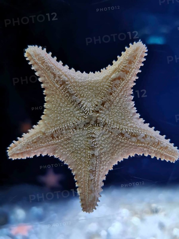 A starfish (asterias rubens) with structural detail floats in a blue aquatic space, aquarium