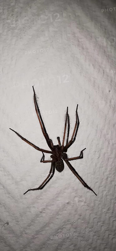 Large house angle spider (Tegenaria domestica) crawling vertically over a textured wall surface, Upper Franconia, Germany