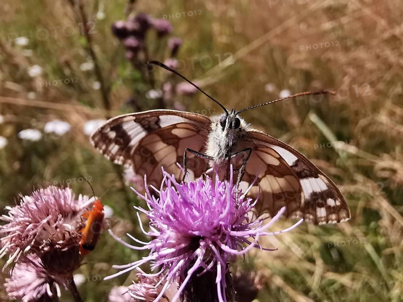 A chequerboard butterfly (melanargia galathea) on a violet flower in a summer meadow, Rennsteig, frankenwald nature park