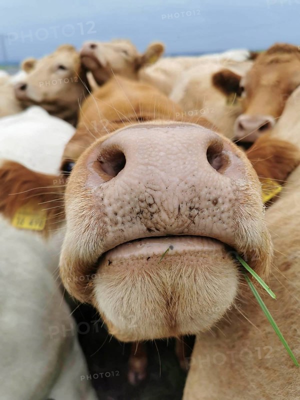 Close-up of a cow (bov chewing grass while looking curiously, Upper Franconia