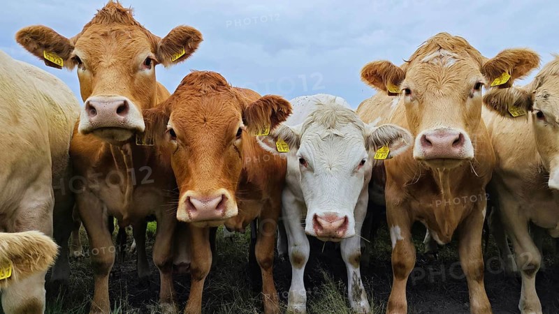 A group of curious cows (bovis) look towards the camera, frankenwald