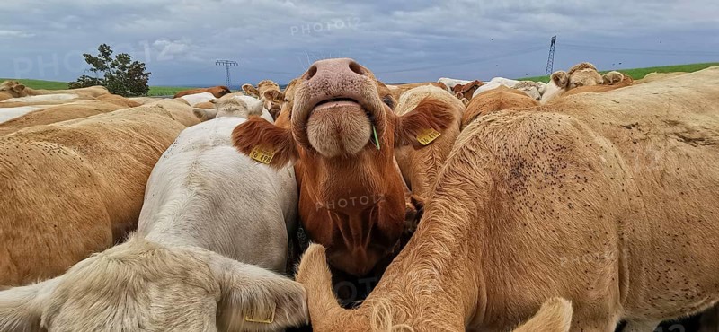 A curious cow's face (bovis) protrudes from a large herd in an open field, Upper Franconia