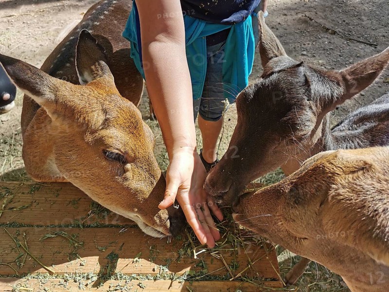 Three roe deer (capreolus capreolus) eating from a hand offering them food, zoo, Thuringia