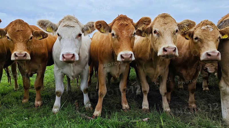 Several cows (bovis) standing in a line on a green pasture under a cloudy sky, frankenwald
