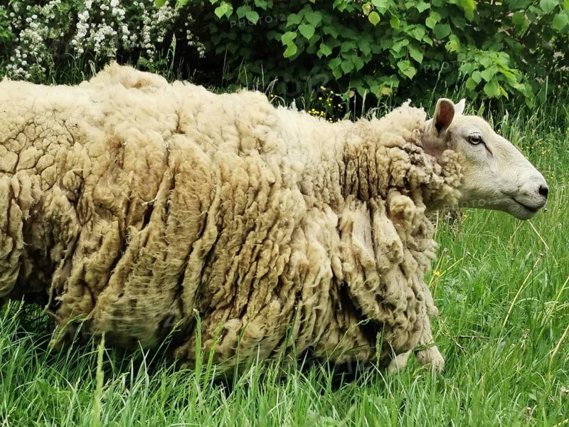 A large sheep (ovis) with curly, extremely thick fur stands in a flowery meadow, Czech Republic
