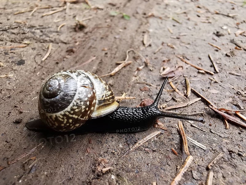 A spotted vineyard snail (Cornu aspersum) crawls on a floor covering, its shell shows a spiral pattern, Franconian Forest nature park Park, Germany