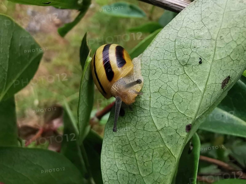 A Hain-Bänder snail (cepaea nemoralis) with a striped shell crawling on a green leaf, Franconian Forest nature park Park, Germany