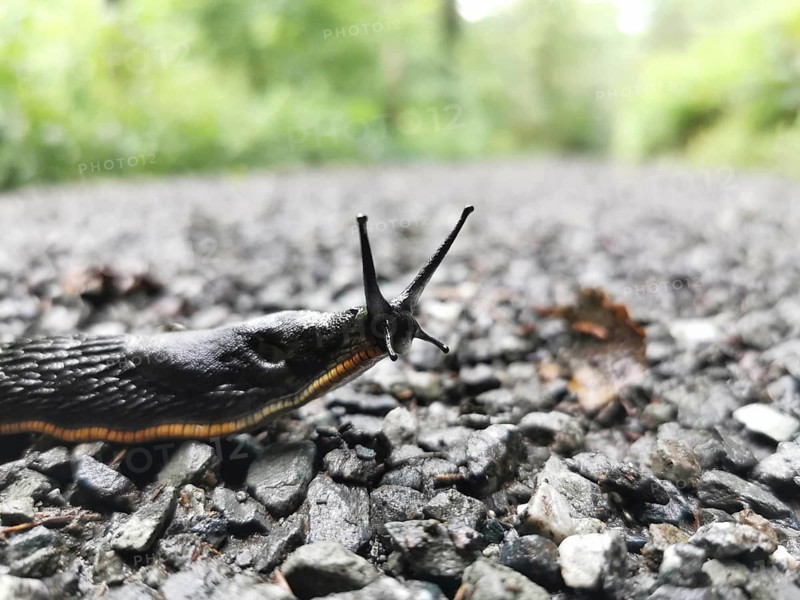 A black snail (arion ater) crawls over a wet, gravelly path in a green environment, Franconian Forest nature park Park, Germany