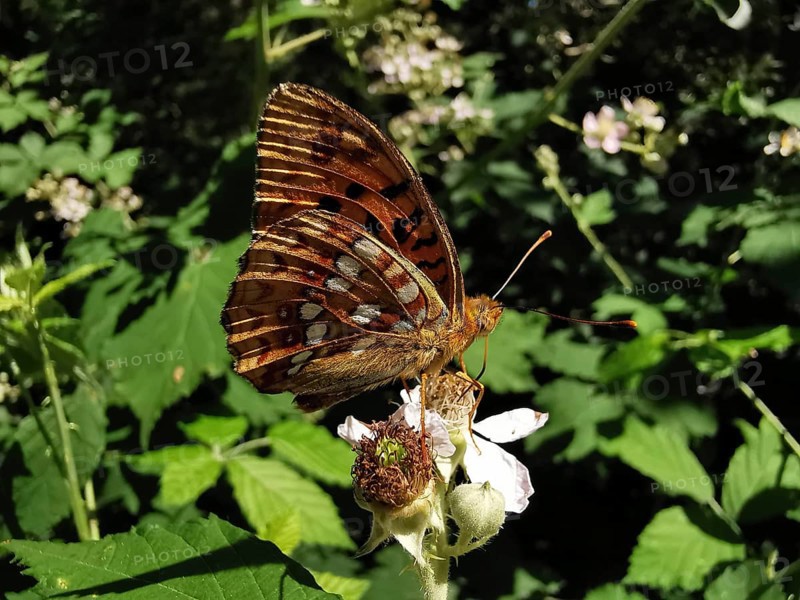 A fiery pearl-bordered fritillary (Argynnis adippe) on a flowering plant, Thuringian Forest