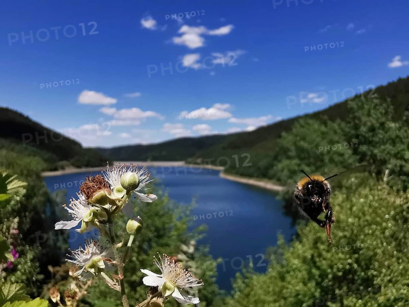 View of flowers and a lake with a flying bumblebee (bombus) in the foreground, Thuringian Forest