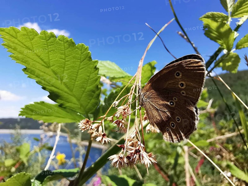 A brown forest bird (aphantopus hyperantus) sitting on a plant in front of a lake, Thuringian Forest