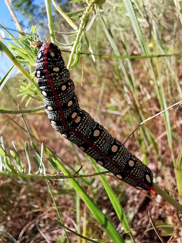 A colourful caterpillar (eruca) of the spurge hawkmoth (hyles euphorbiae) crawls on a green plant branch, Franconian Forest nature park Park, Germany
