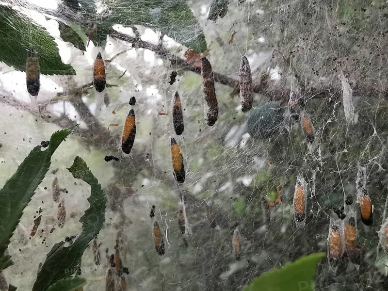 Insect cocoons of the spider moth (yponomeutidae) hang in a net stretched around branches and leaves, naturpark frankenwald