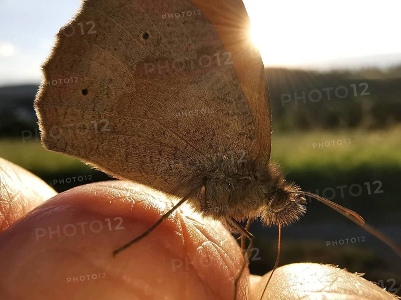 A butterfly, Meadow Brown (maniola jurtina) in sunlight sitting on a finger, Franconian Forest nature park Park, Germany