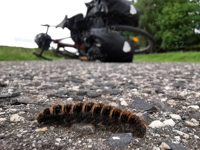 A caterpillar (eruca) of the blackberry moth (macrothylacia rubi) crawls across a road in the foreground, bicycle in the background, Czech Republic