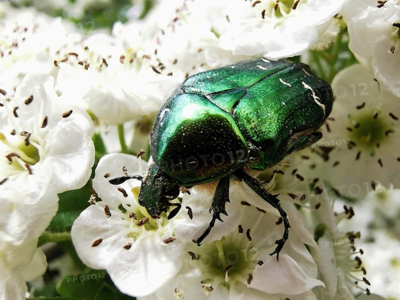 A shiny green rose chafer (cetonia aurata) sits on white flowers and eats nectar, Franconian Forest nature park Park