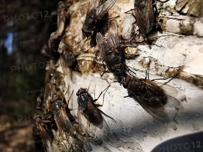 Several flies (Sarcophaga carnaria) sitting densely packed on the light-coloured bark of a birch tree (Betula) outdoors, Rennsteig, Franconian Forest nature park Park