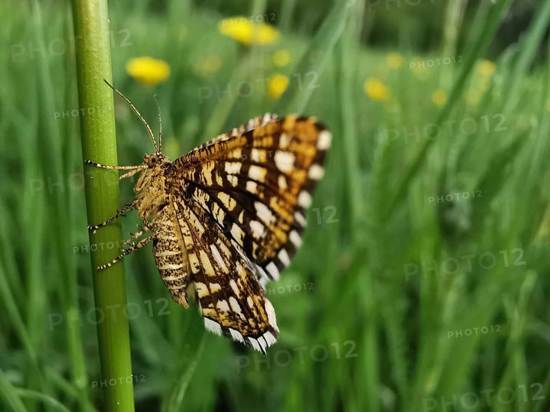 A butterfly Chiasmia clathrata sits sideways on a leaf with blurred background, Franconian Forest nature park Park, Germany