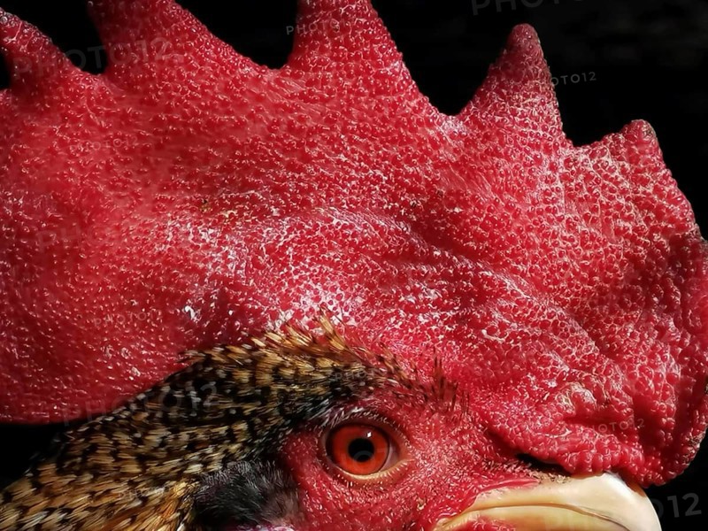 Close-up of a cock's head (gallus) with red crest and feathers, Upper Franconia, Germany